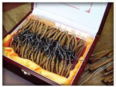 青云谱冬虫夏草回收